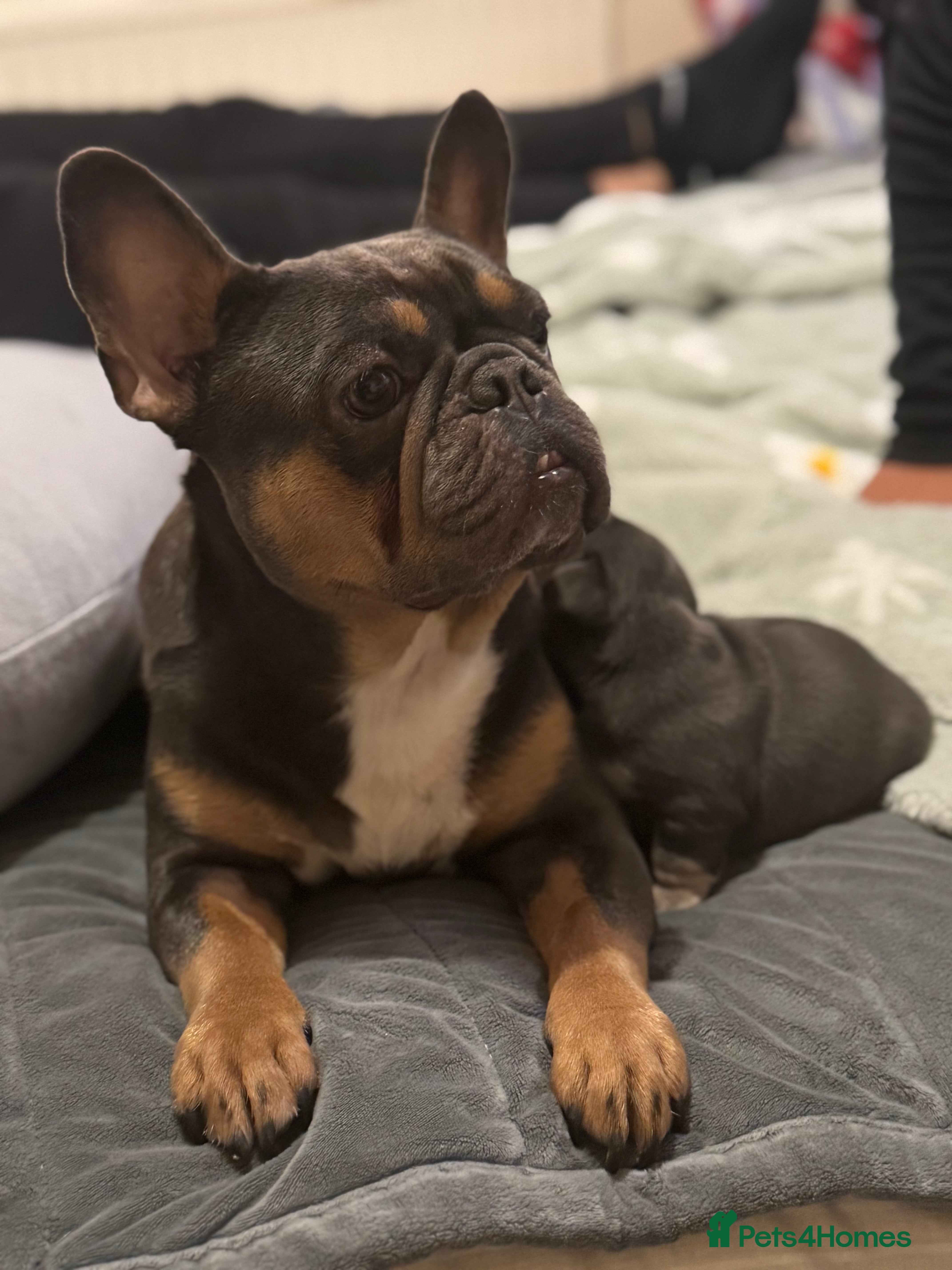 Frug dogs Our gorgeous ‘ CHUNKY’  - Advert 1