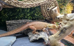 Bearded Dragon reptiles for sale: Alex looking for a loving home  - Image 5