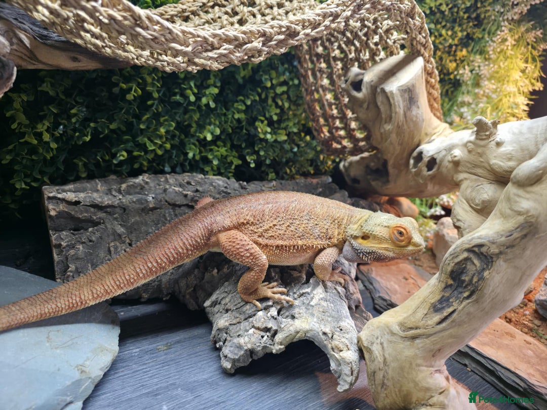Bearded Dragon reptiles for sale: Alex looking for a loving home  - Image 5