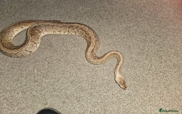 Python Snake reptiles for sale: Royal python Bolton area - Image 6