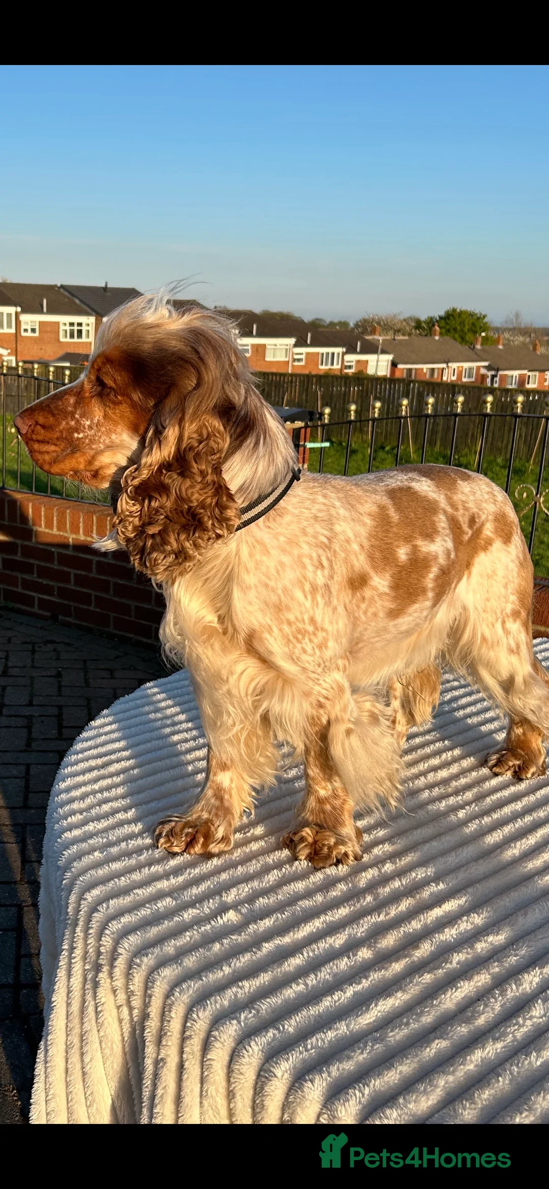 Cocker Spaniel dogs for stud: 2 PROVEN/HEALTH CLEAR KC Show Cocker Spaniels Stud in Shildon - Advert 12