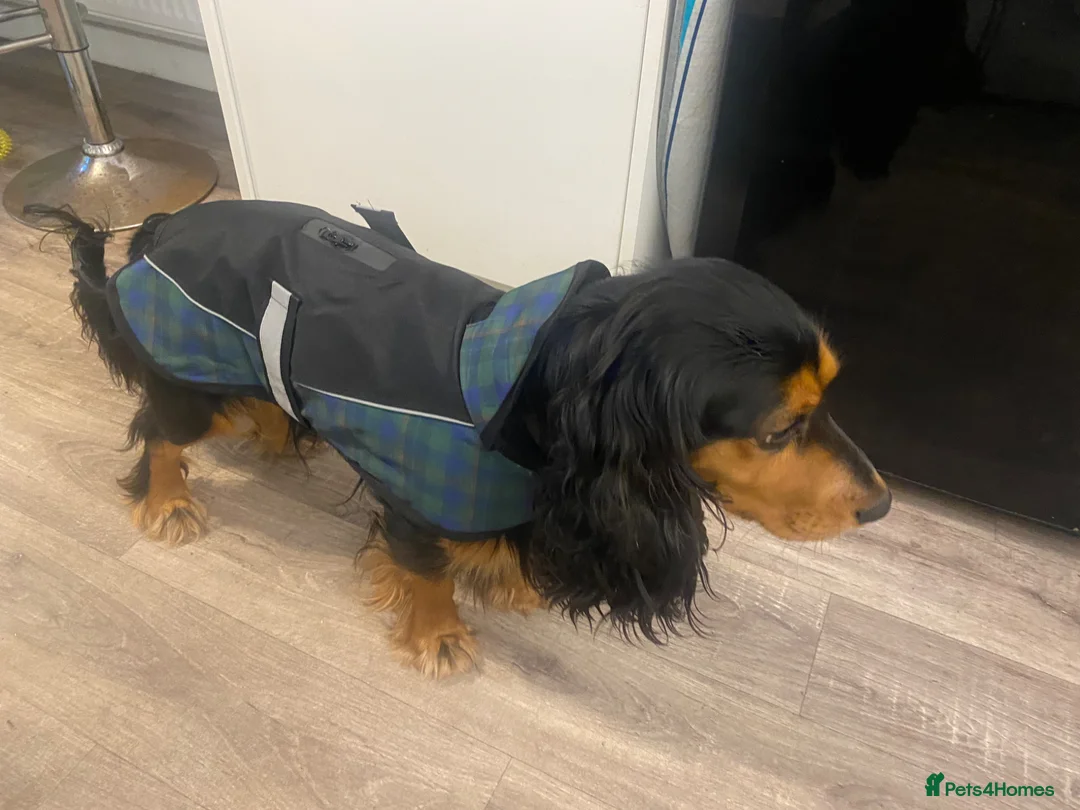 Cocker Spaniel dogs for sale: Beautiful Black and Tan cocker spaniel  in Wisbech - Advert 7