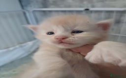 Maine Coon cats for sale: 3 gorgeous maincoon babies  - Image 12