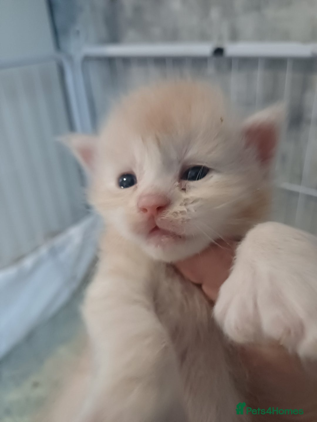 Maine Coon cats for sale: 3 gorgeous maincoon babies  - Image 12