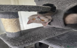 British Shorthair cats for sale: Gorgeous British Shorthair Kittens Chunky, Loving  - Image 32