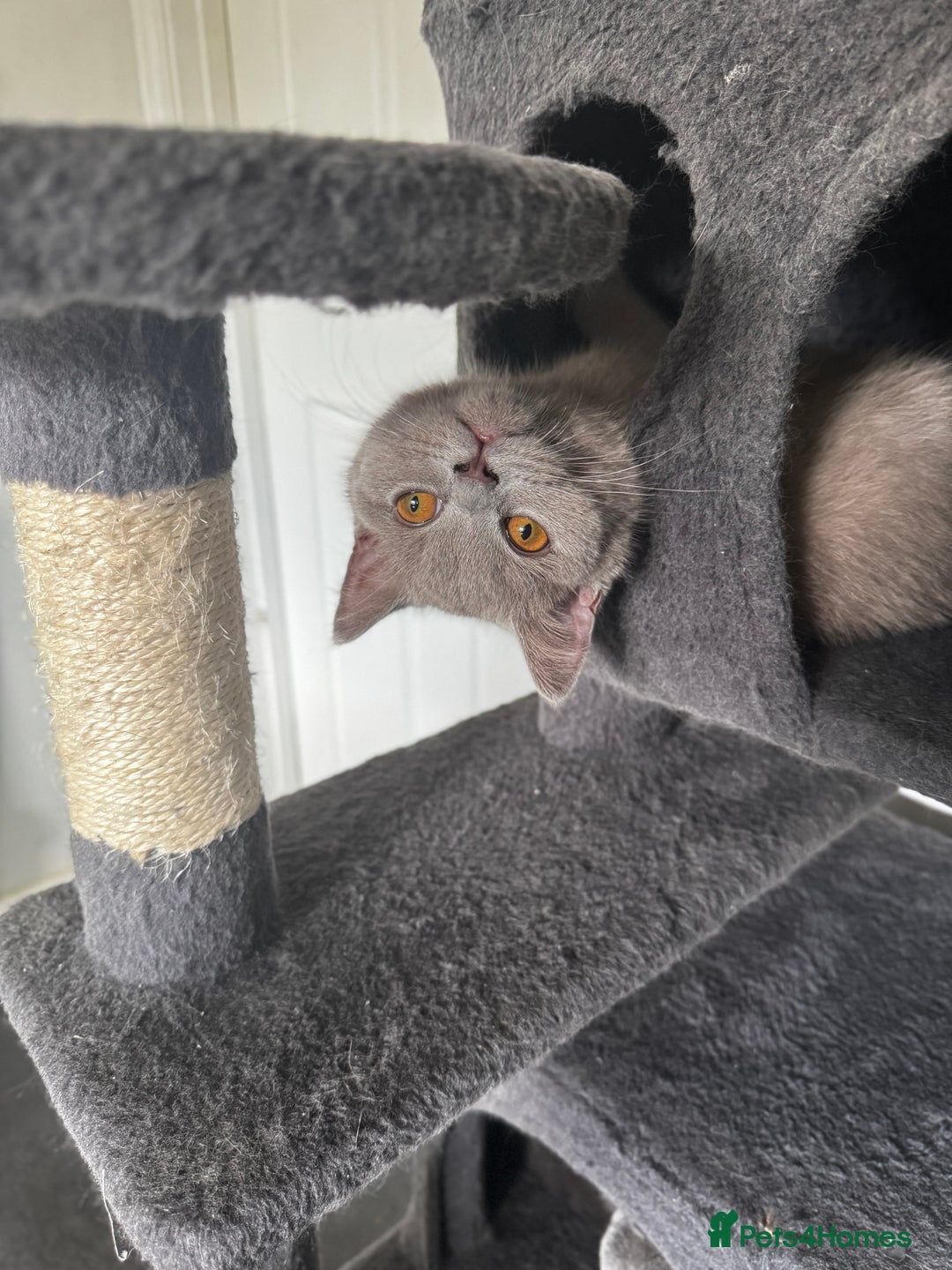 British Shorthair cats for sale: Gorgeous British Shorthair Kittens Chunky, Loving  - Image 32