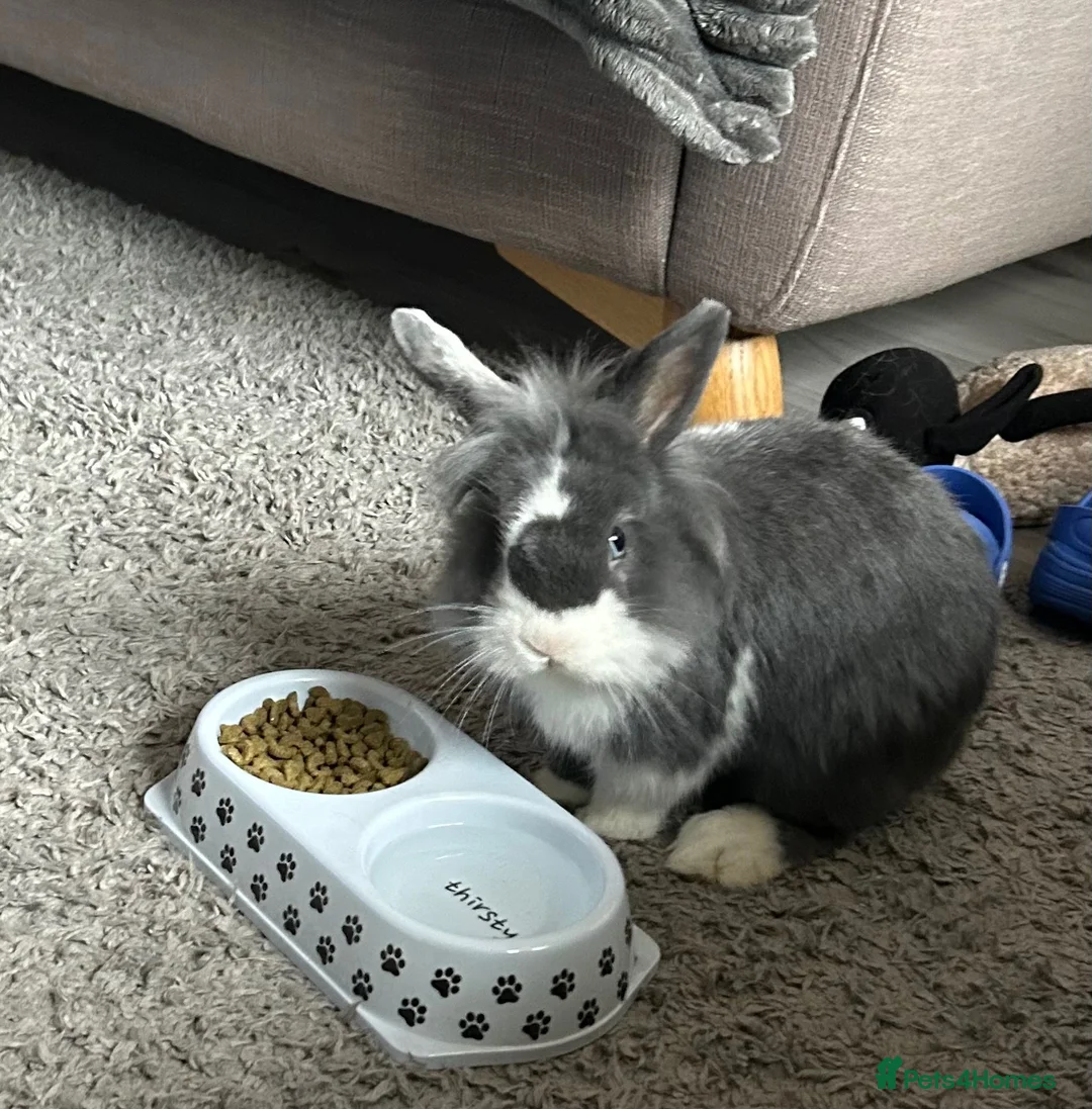 Mini Lion Lop rabbits for sale: Mini lion lop & setup  - Advert 1