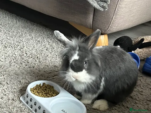 Mini Lion Lop rabbits for sale: Mini lion lop & setup - Advert 9