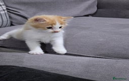 British Longhair cats for sale: 3 male kittens for sale  in Harrow - Image 8