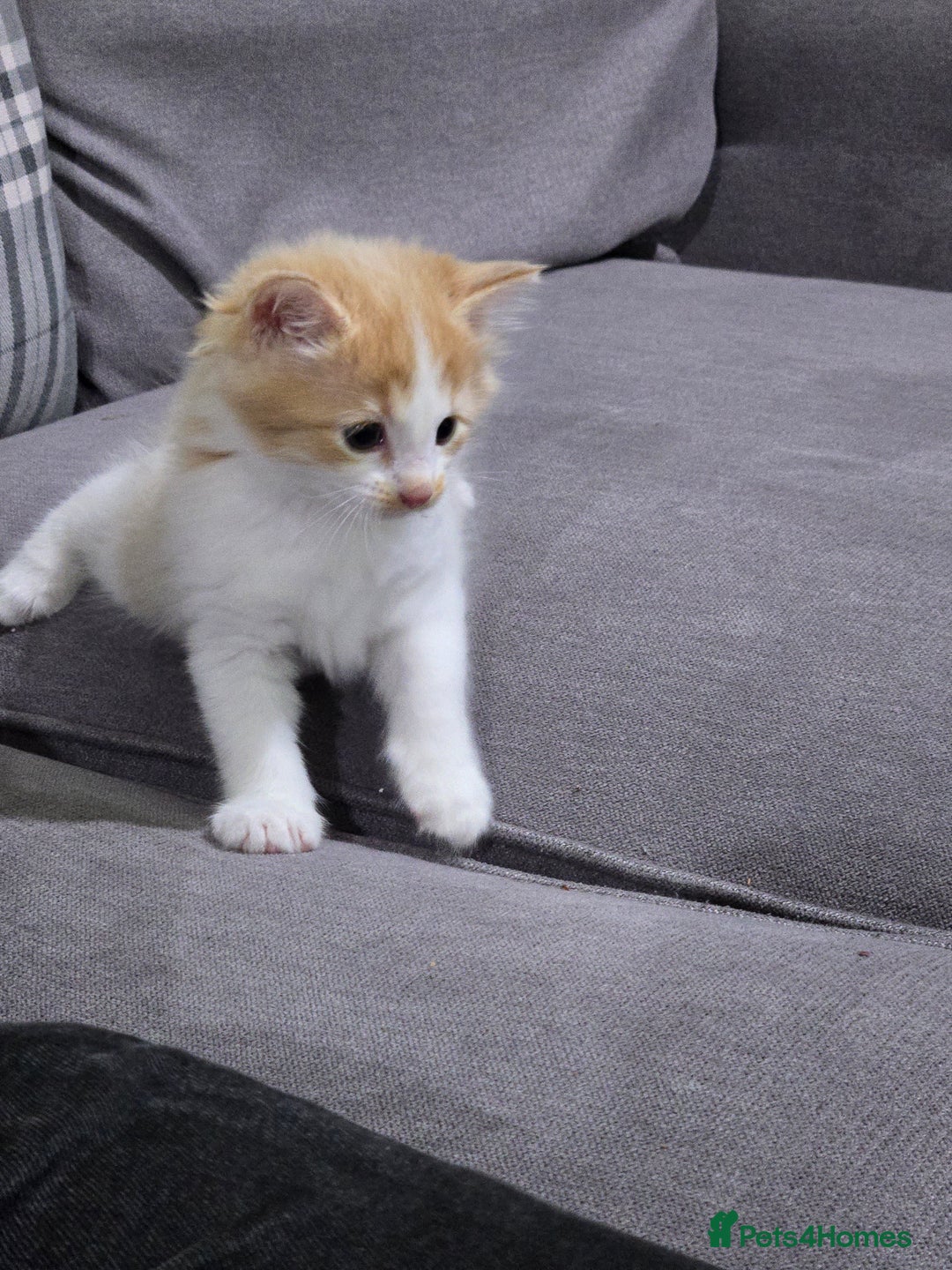 British Longhair cats for sale: 3 male kittens for sale  in Harrow - Image 8