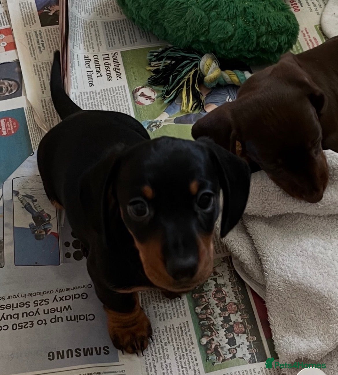 Miniature Dachshund dogs KC miniature Black and Tan dachshund puppy   - Advert 3