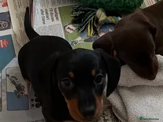 Miniature Dachshund dogs KC miniature Black and Tan dachshund puppy - Advert 3