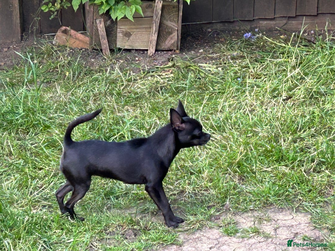 Chihuahua dogs for sale: KC Reg short-hair Chihuahua apple-headed puppies - Advert 9