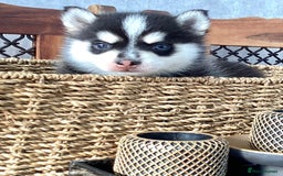 Pomsky dogs for sale: Very Tiny F4 Pomskys  - Image 22