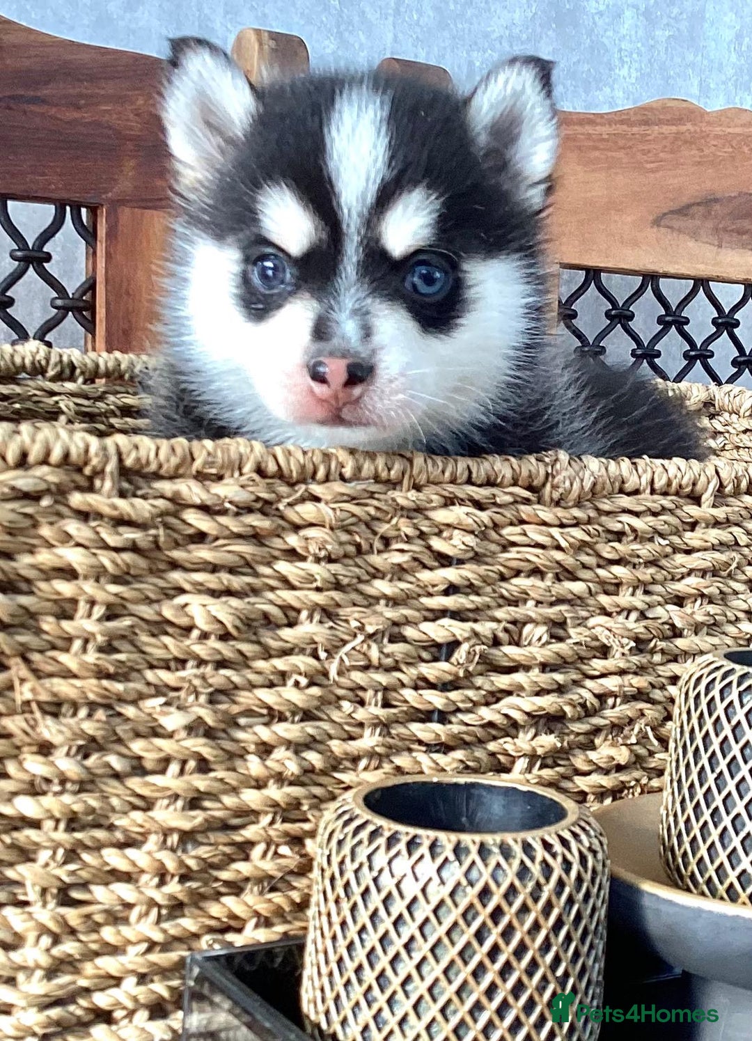 Pomsky dogs for sale: Very Tiny F4 Pomskys  - Image 22
