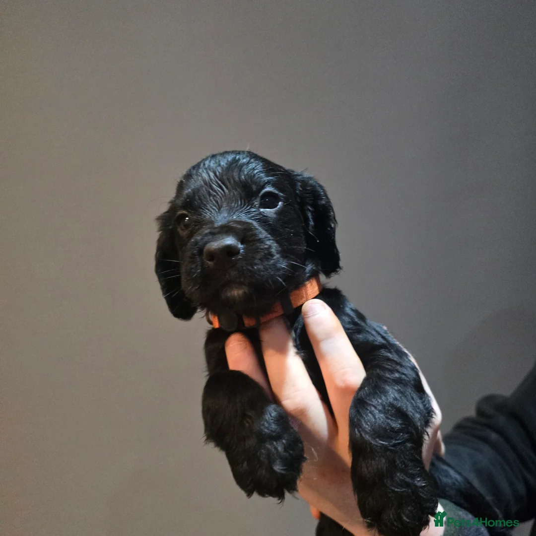 Cocker Spaniel dogs for sale: Cocker spaniel puppies for sale  - Advert 13