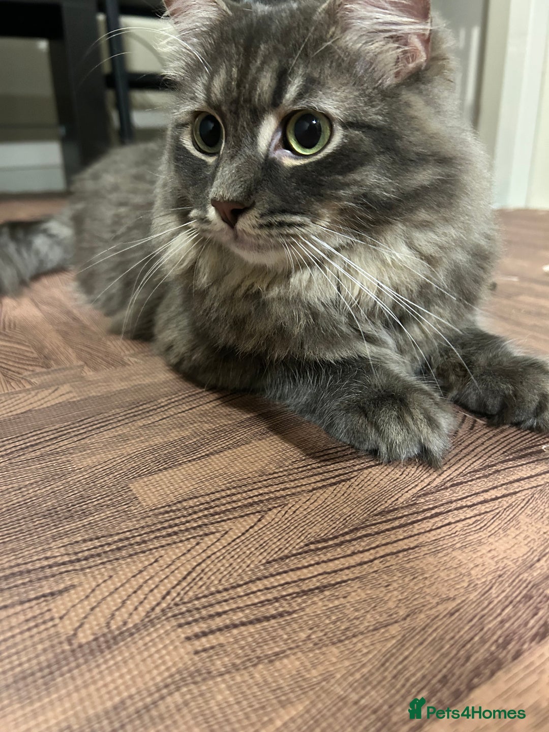 Siberian cats for sale: Beautiful Siberian Cat (Pedigree) - Image 2