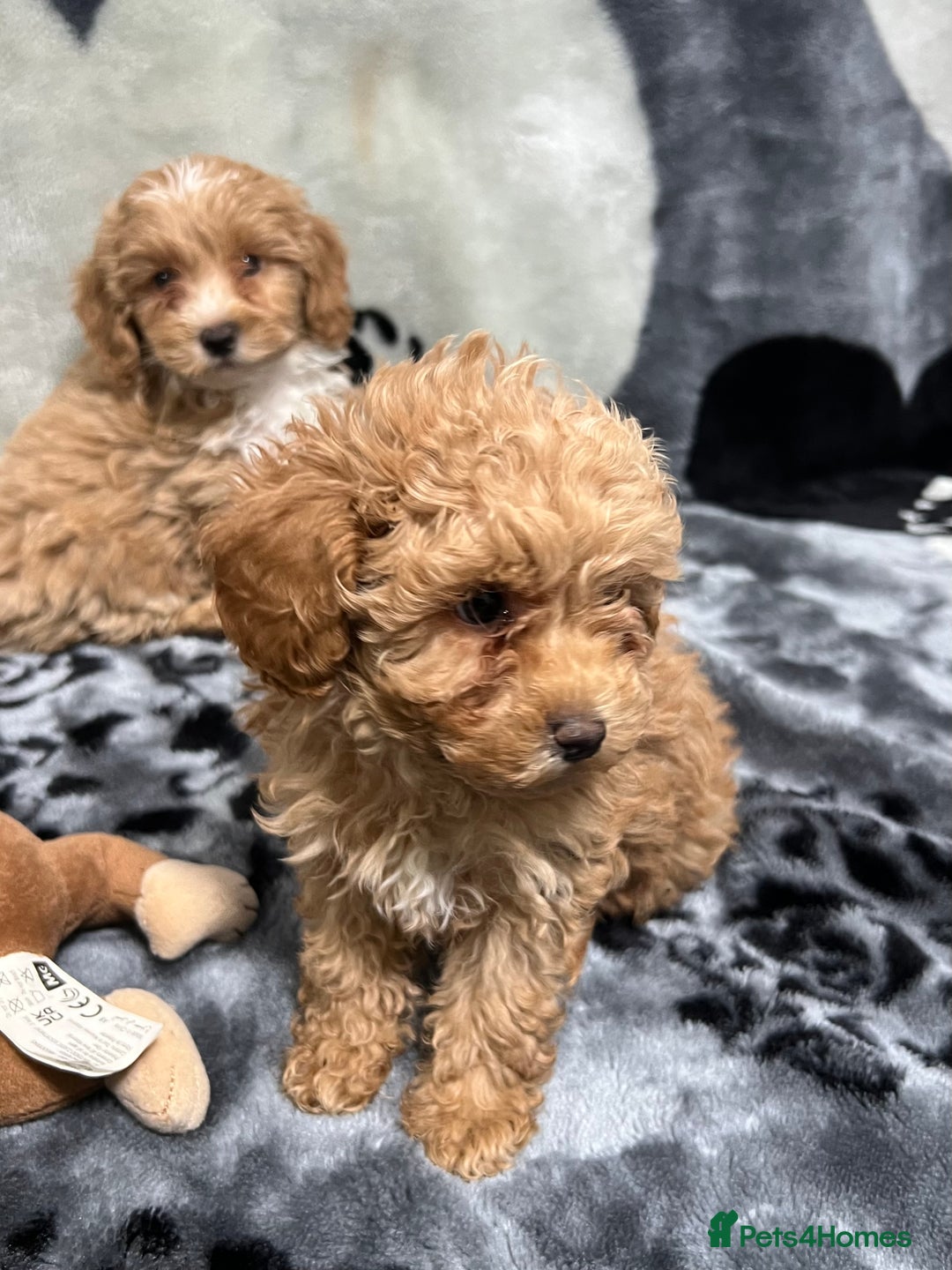 Maltipoo dogs for sale: 🥰Adorable F1 Maltipoo Puppy’s🥰 - Advert 10
