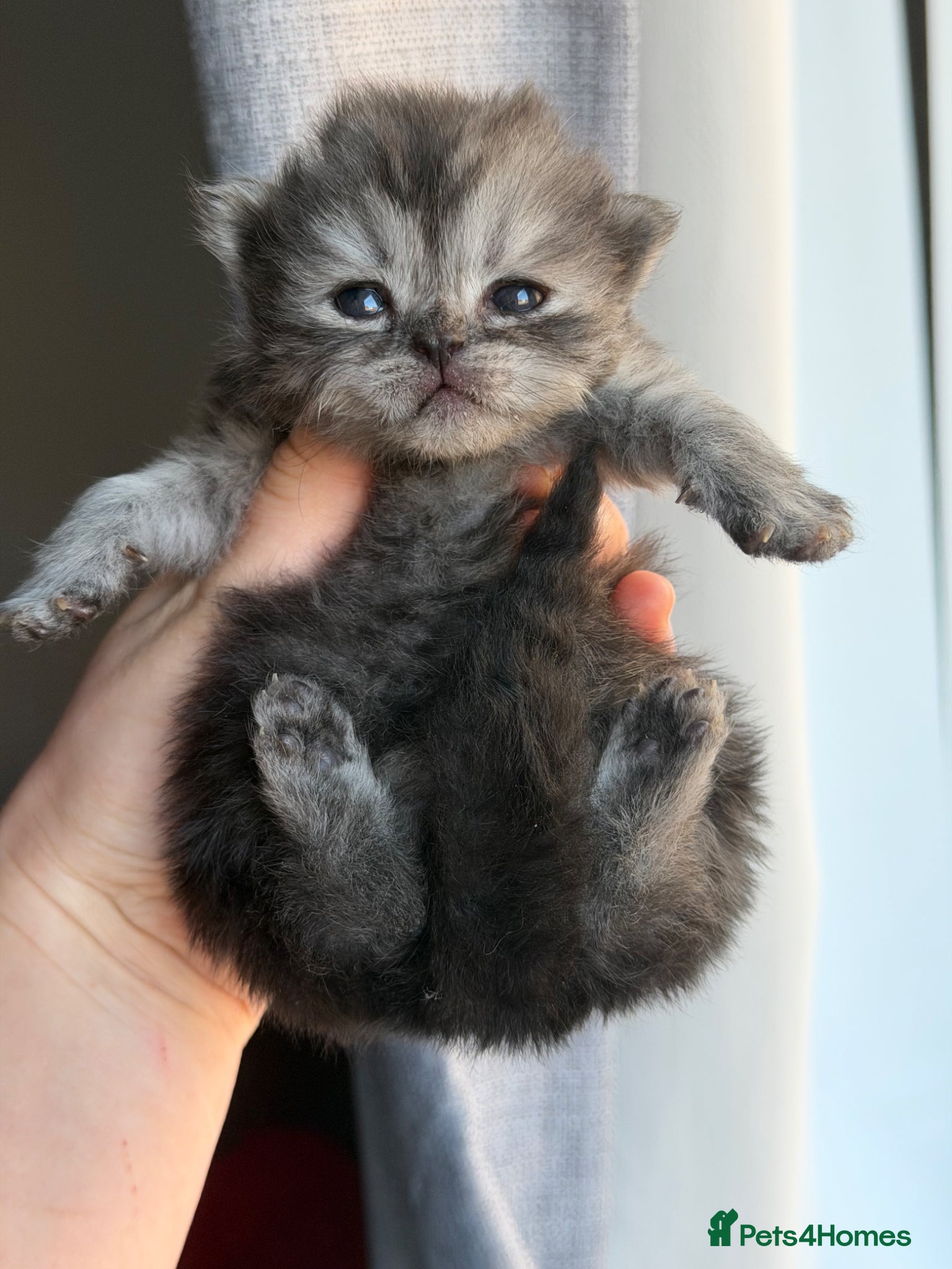 Persian cats 🦁persian kittens🐻‍❄️ - Advert 1