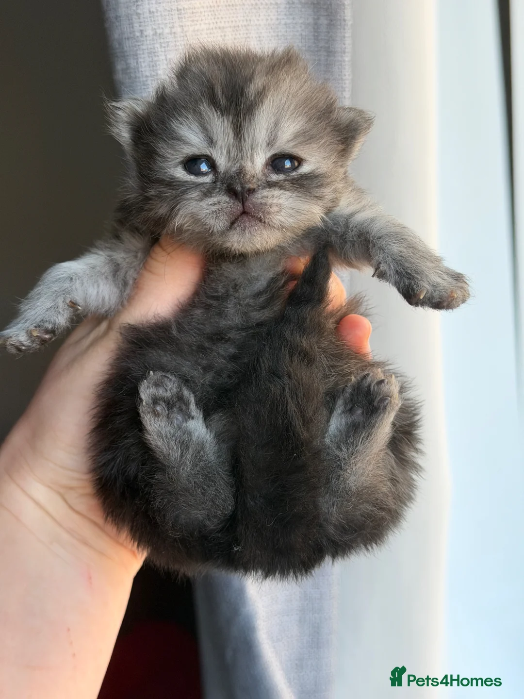 Persian cats for sale: 🦁persian kittens🐻‍❄️ - Advert 1