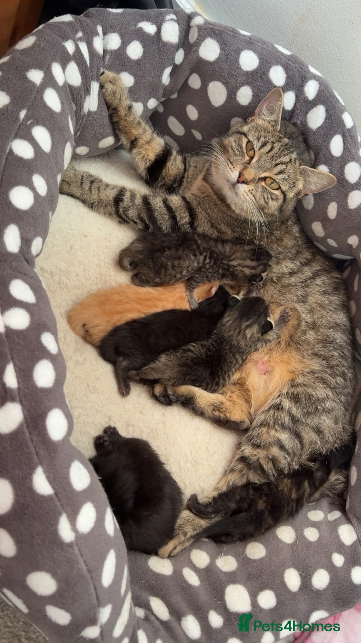 Mixed Breed cats Beautiful mixed bread kittens. 🧡🤎🖤 - Advert 1