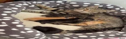 Mixed Breed cats for sale: Beautiful mixed bread kittens. 🧡🤎🖤 - Advert 1