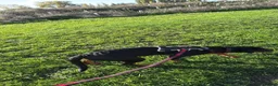 Mixed Breed dogs for sale: Nellie-7 month old puppy for sale  - Advert 2