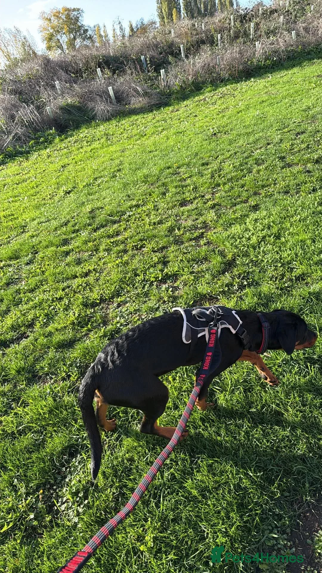 Mixed Breed dogs for sale: Nellie-7 month old puppy for sale  - Advert 2