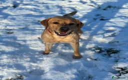Labrador Retriever dogs for sale: Seb the lab - Image 7