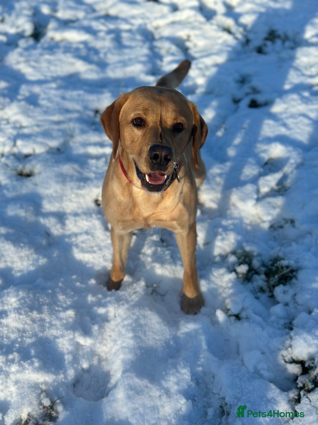 Labrador Retriever dogs for sale: Seb the lab - Image 7