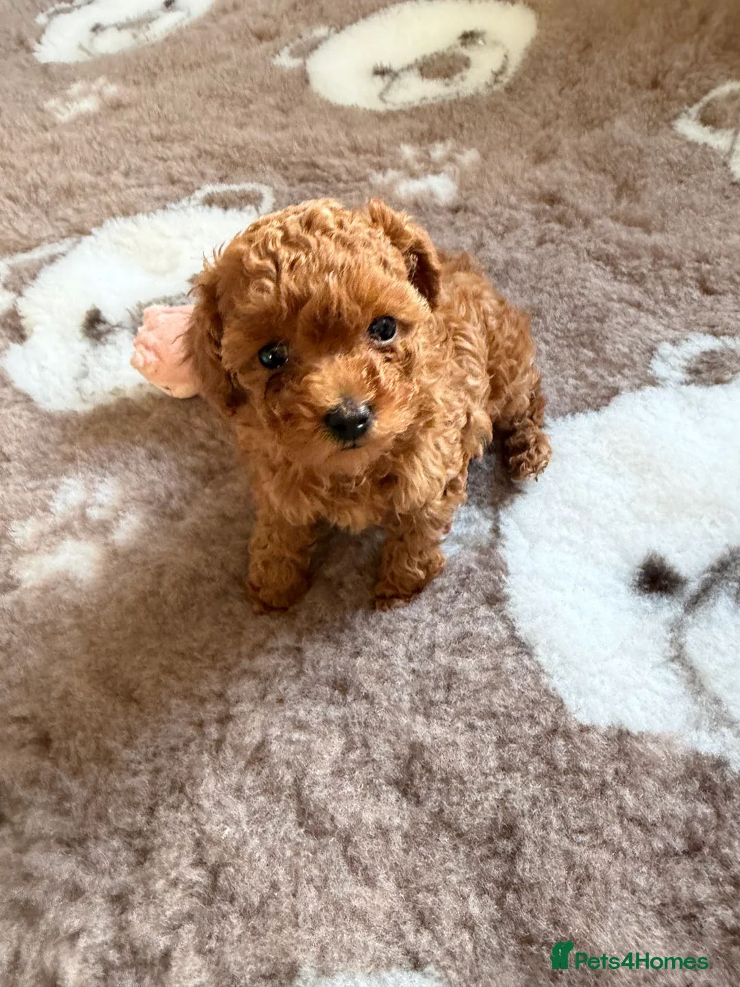 Toy Poodle dogs for sale: Outstanding KC reg Red Toy Poodles  - Advert 13
