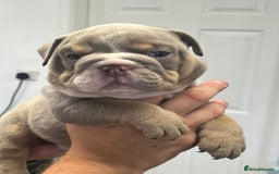 English Bulldog dogs for sale: English bulldog bible John lines  - Image 8