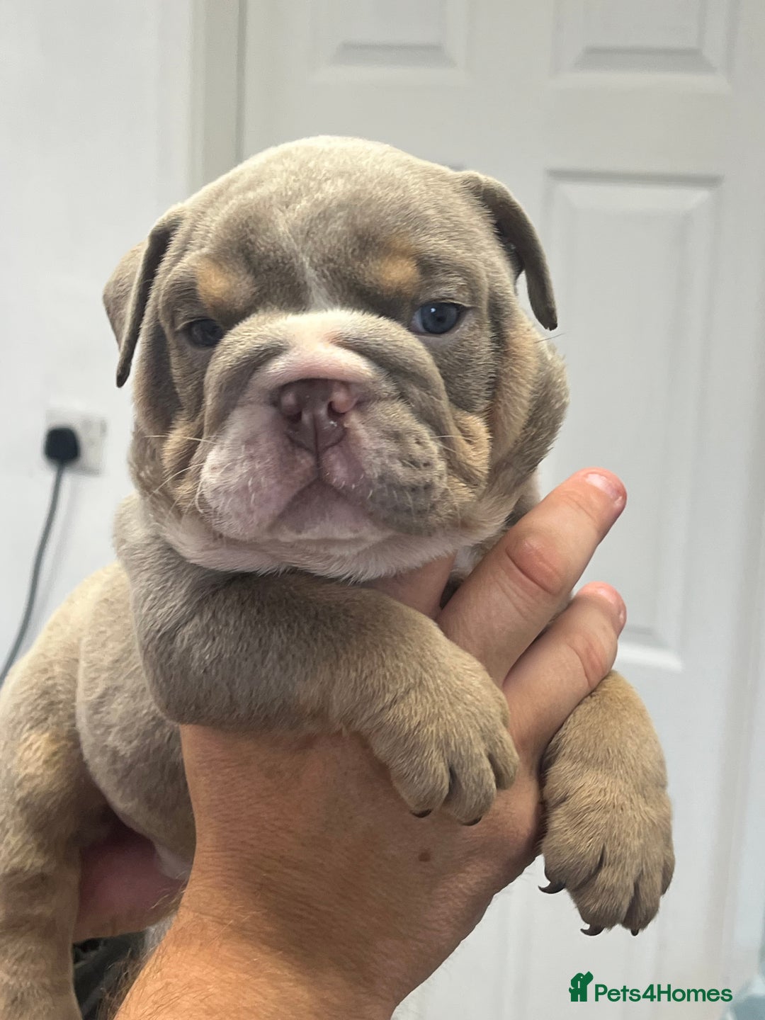 English Bulldog dogs for sale: English bulldog bible John lines  - Image 8