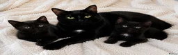 Mixed Breed cats for sale: Lovely 3-month-old mixed breed kittens - Advert 5