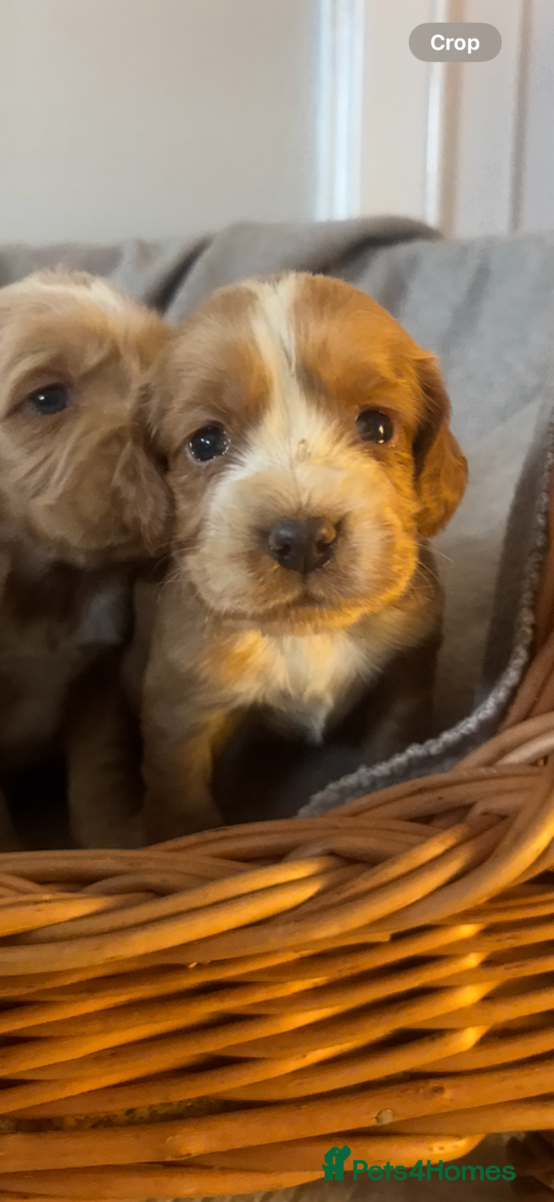 Cocker Spaniel dogs for sale: 1 boy available kc cocker spaniel  - Advert 1