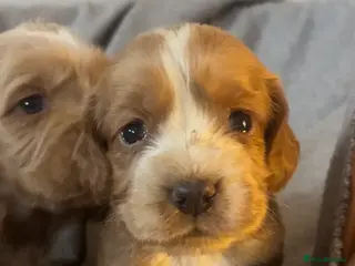 Cocker Spaniel dogs 1 boy left available kc cocker spaniel - Advert 4