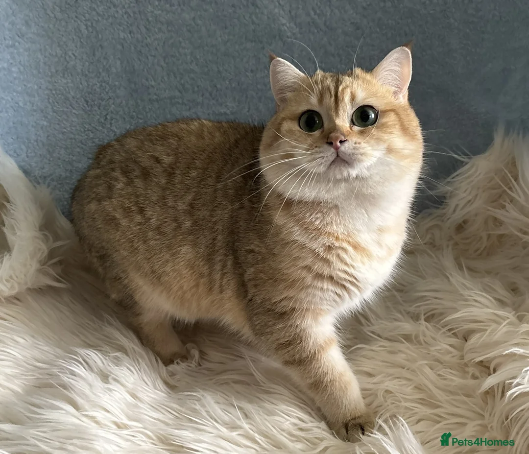 British Shorthair cats for sale: Stunning TICA Active British Shorthair Gold - Advert 2
