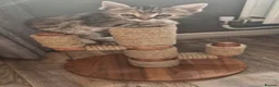 Bengal cats for sale: 4 half bengal kittens - Advert 14