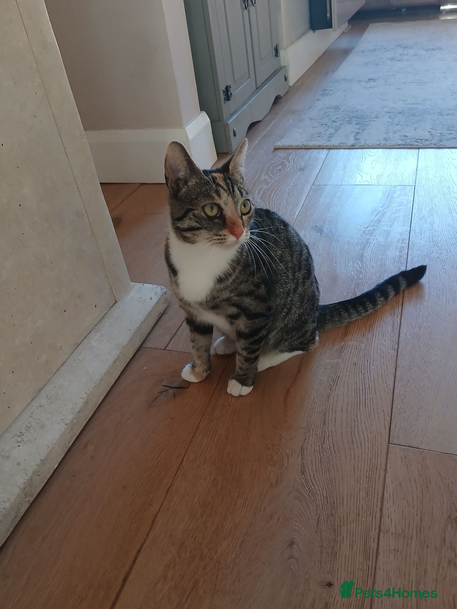 Mixed Breed cats Ziggy - Advert 1