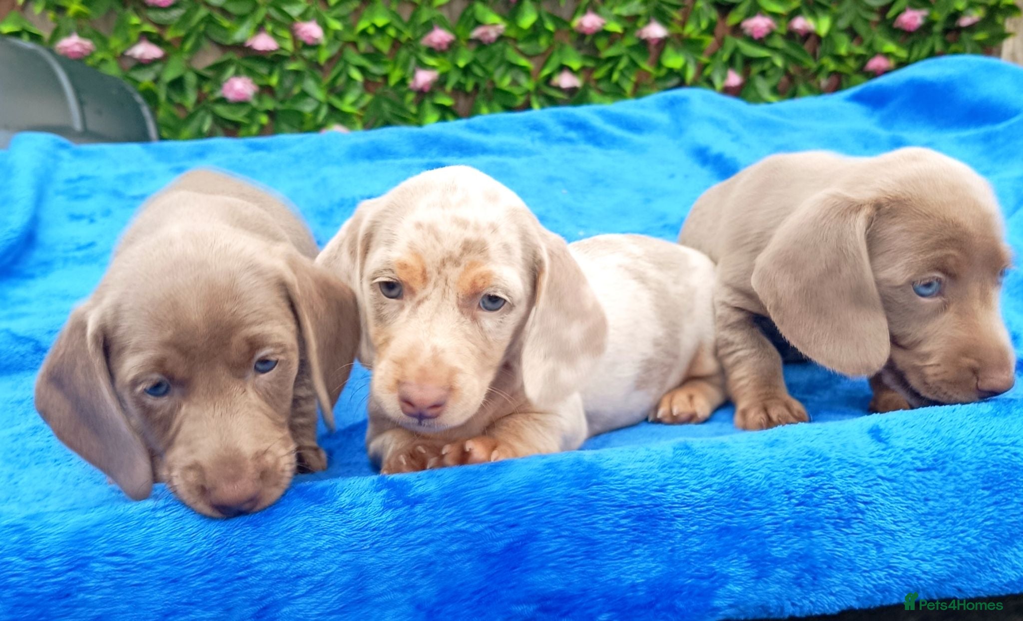 Miniature Dachshund dogs KC Reg PRA Clear mini solid colours  - Advert 2