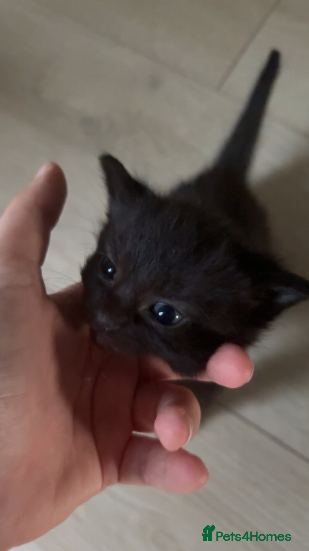 British Shorthair cats for sale: Beautiful kittens to good homes  - Image 4