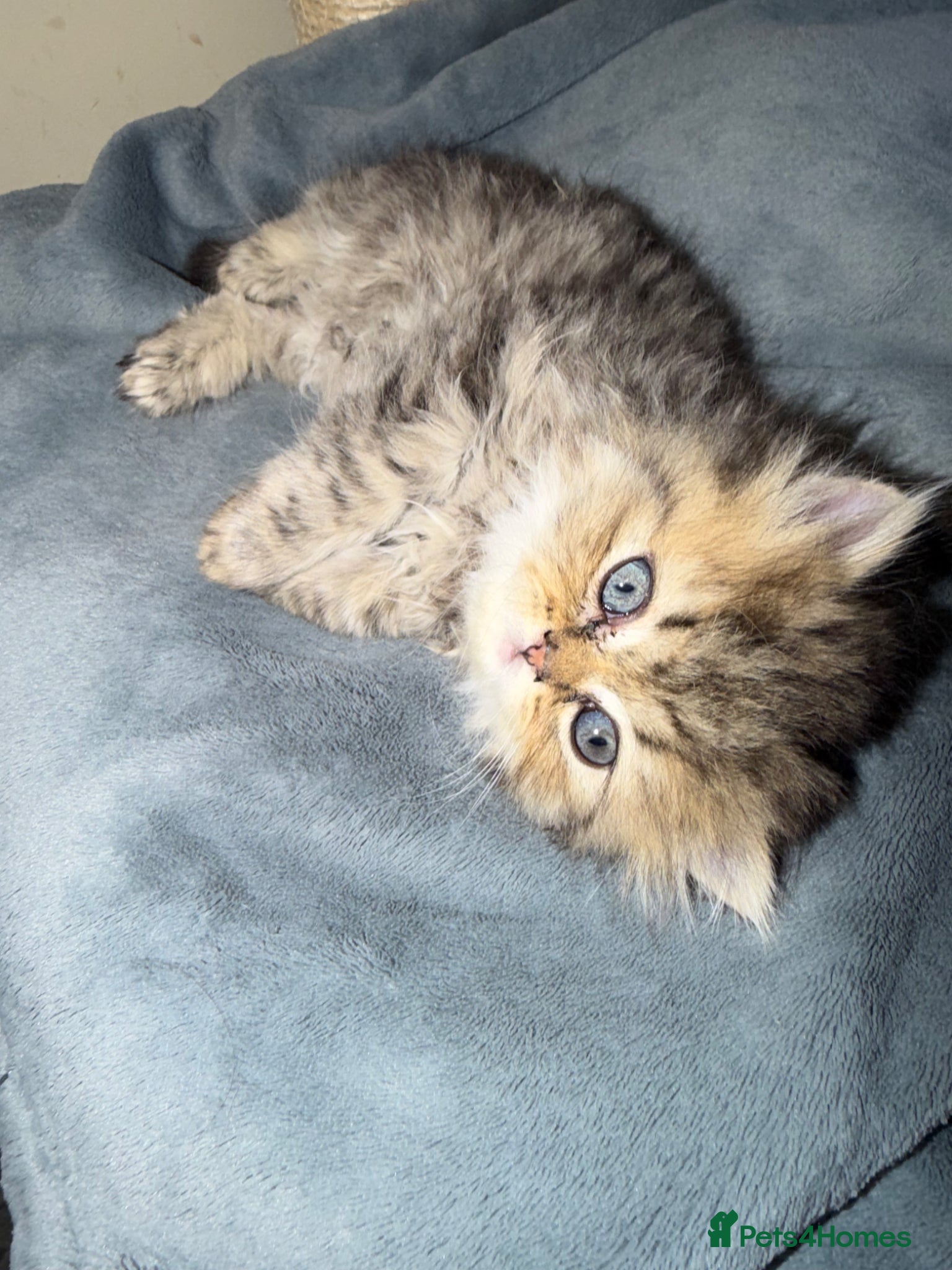 Persian cats Golden shaded / Solid brown blue Persian 🌟 - Advert 7