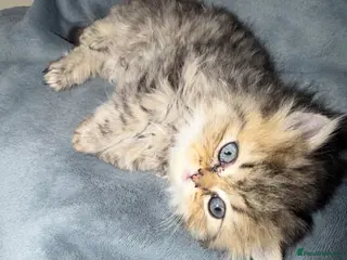 Persian cats Golden shaded / Solid brown blue Persian 🌟 - Advert 12