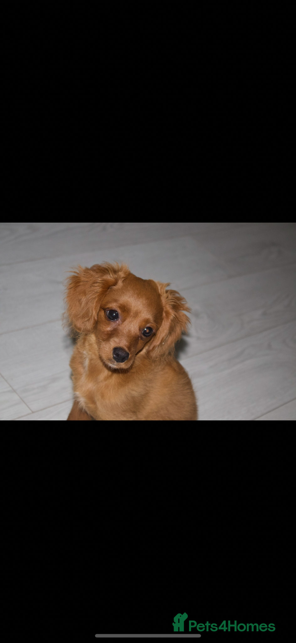 Cavapoo dogs Albert the cavapoo pup - Advert 1
