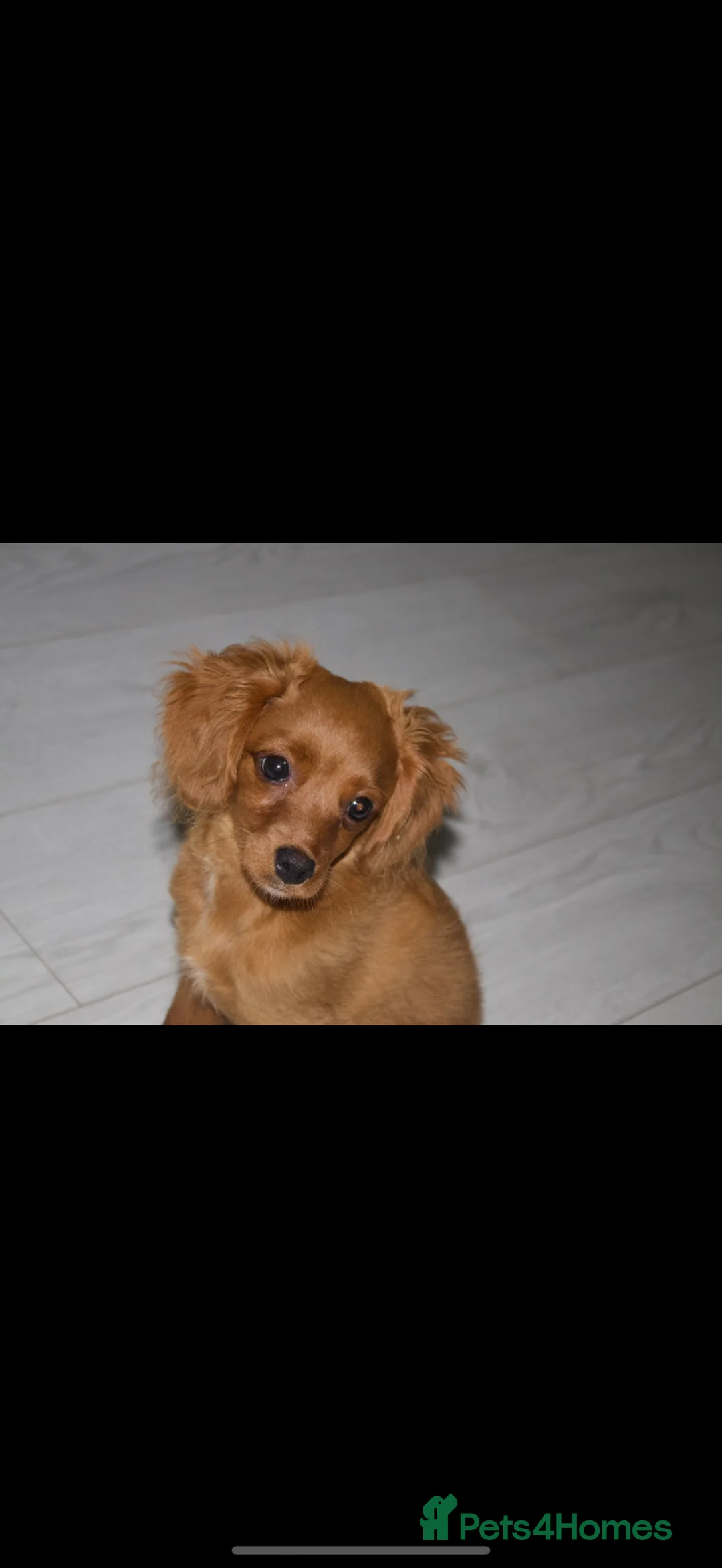 Cavapoo dogs for sale: Albert the cavapoo pup in Blackburn - Advert 1