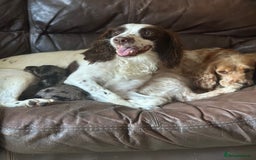 Sproodle dogs for sale: F1 Sproodle Puppies  - Image 21