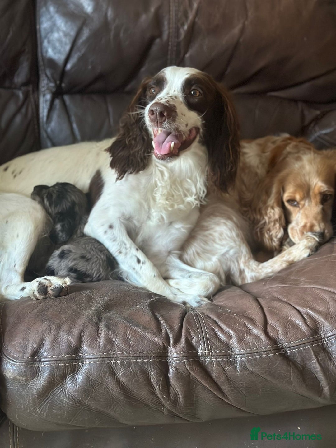 Sproodle dogs for sale: F1 Sproodle Puppies  - Image 21