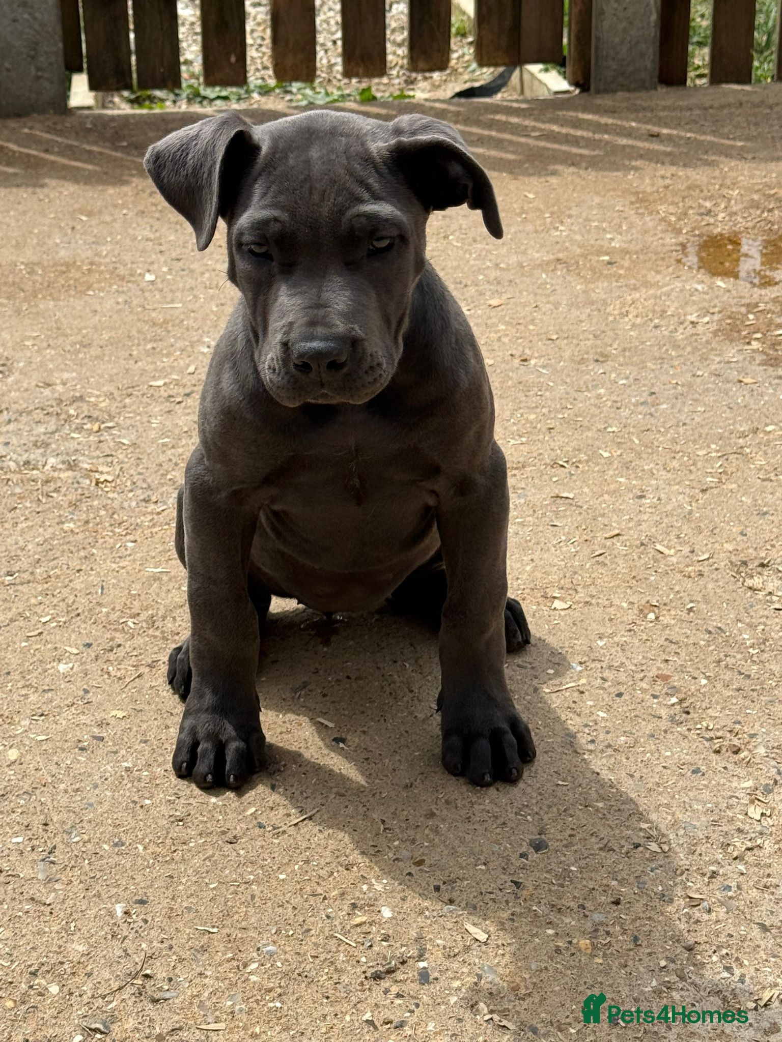 Cane Corso dogs Cane corso pup female fully vaccinated - Advert 18