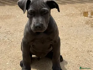 Cane Corso dogs Cane corso pup female fully vaccinated - Advert 3