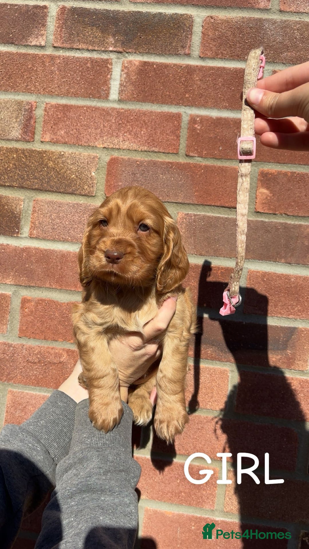 Cocker Spaniel dogs for sale: Cocker Spaniel puppies - Image 5